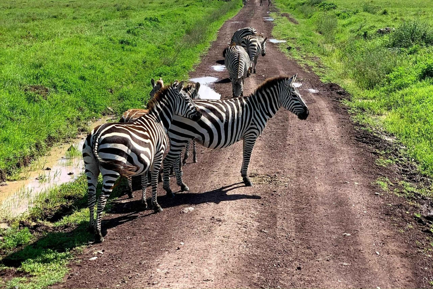 Arusha: Tagestour zum Ngorongoro-Krater