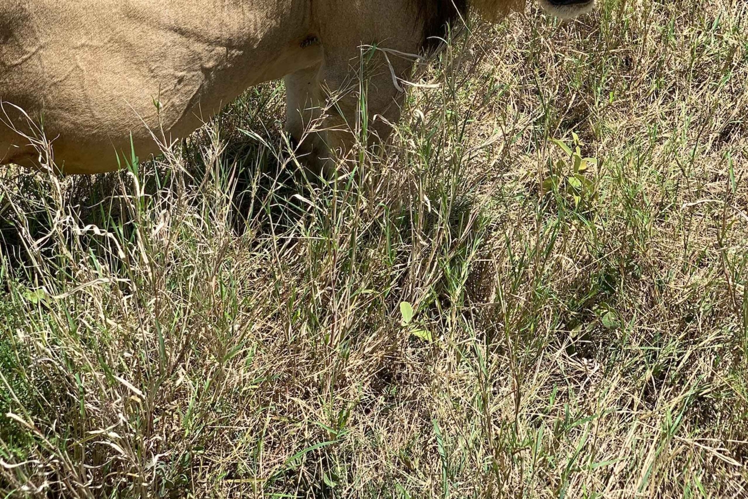 Arusha: Tagestour zum Ngorongoro-Krater