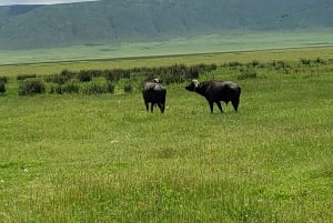 Arusha: Dagsutflykt till Ngorongoro-kratern