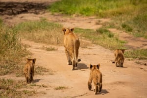 Arusha: Dagsutflykt till Ngorongoro-kratern