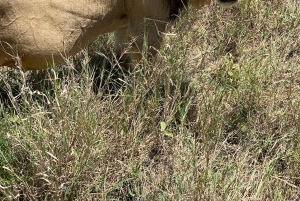 Arusha: Tagestour zum Ngorongoro-Krater