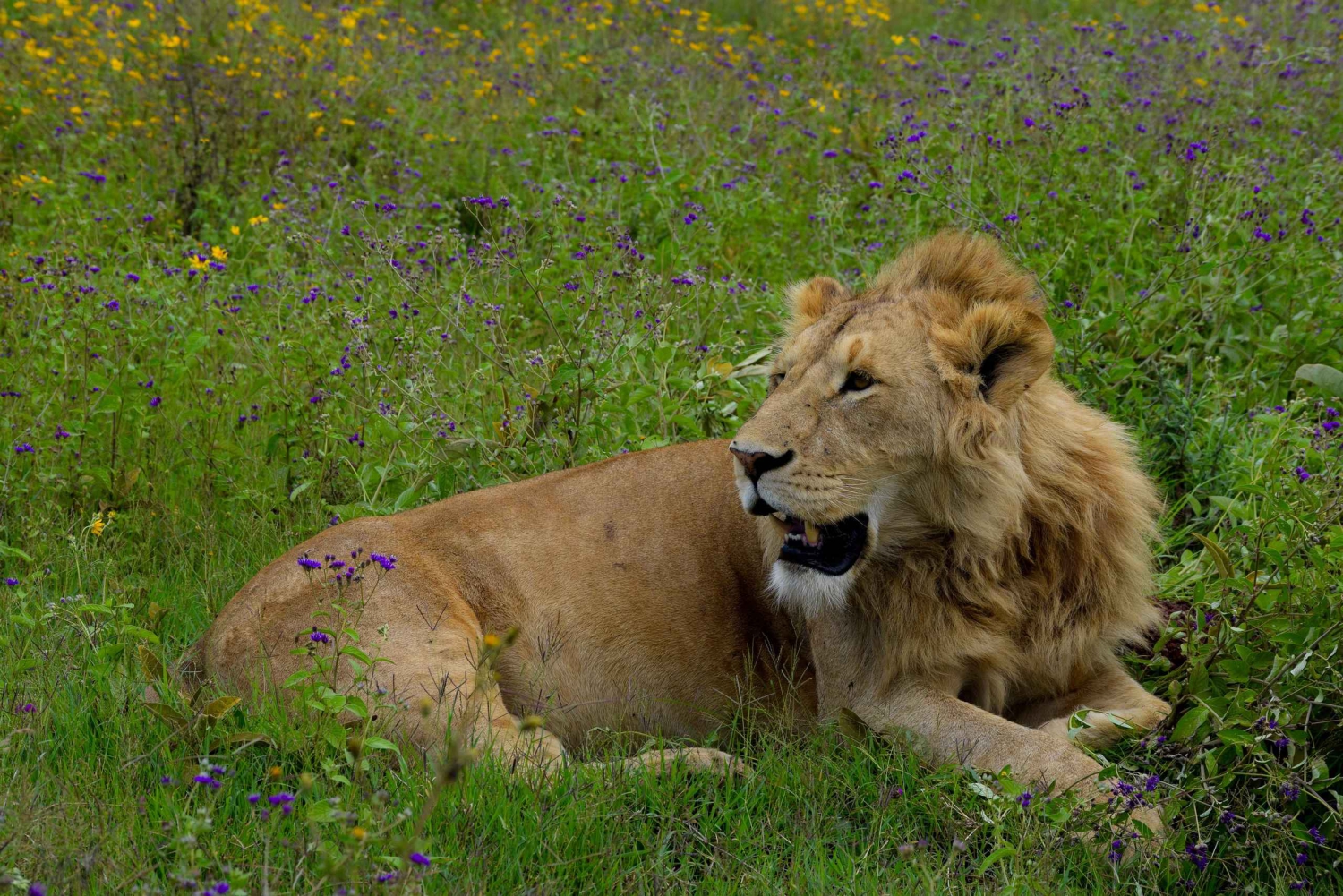 Arusha: Ganztägige Safari zum Ngorongoro-Krater