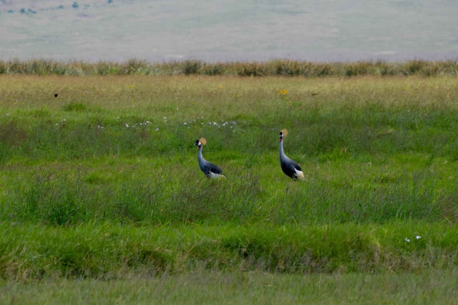Arusha: Ngorongoro-krateret heldagssafari