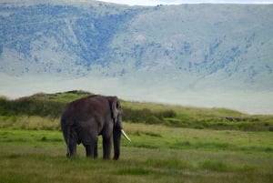 Arusha: Ngorongoro-krateret heldagssafari