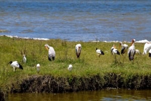 Arusha: Ngorongoro-krateret heldagssafari