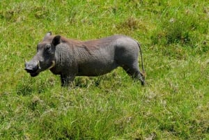 Arusha: Ngorongoro-krateret heldagssafari
