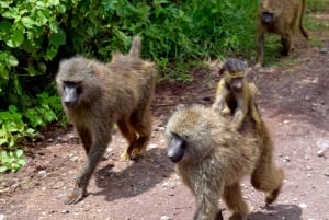 Arusha: Ngorongoro-krateret heldagssafari