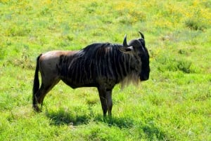 Arusha: Ngorongoro-krateret heldagssafari