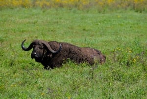 Arusha: Ngorongoro-krateret heldagssafari