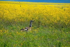 Arusha: Ngorongoro-krateret heldagssafari