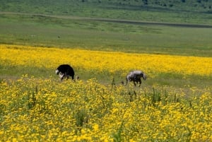 Arusha: Ngorongoro-krateret heldagssafari