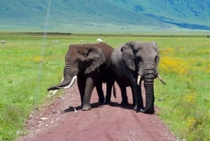 Arusha: Ngorongoro-krateret heldagssafari