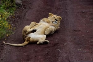 Arusha: Ngorongoro-krateret heldagssafari