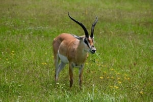 Arusha: Ngorongoro-krateret heldagssafari