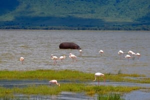 Arusha: Ngorongoro-krateret heldagssafari