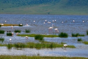 Arusha: Ngorongoro-krateret heldagssafari
