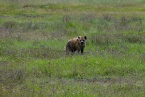 Arusha: Ngorongoro-krateret heldagssafari