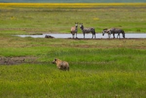 Arusha: Ngorongoro-krateret heldagssafari