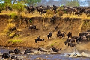 Arusha: Privat 3-dagsudflugt Serengeti-migrationstur