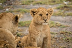 Arusha: Privat 3-dagsudflugt Serengeti-migrationstur