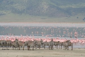 Arusha: Privat 3-dagsudflugt Serengeti-migrationstur