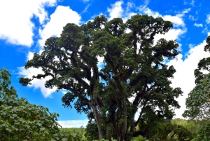 Arusha: Naturskøn vandretur til Napuru-vandfaldene