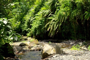 Arusha: Naturskøn vandretur til Napuru-vandfaldene