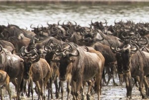Arusha: Serengeti 3-Day Calving Season Safari with Flights