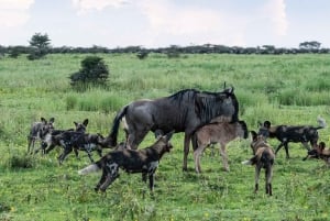 Arusha: Serengeti 3-Day Calving Season Safari with Flights