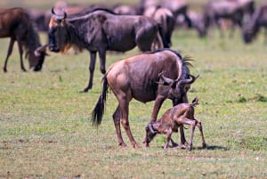 Arusha: Serengeti 3-Day Calving Season Safari with Flights