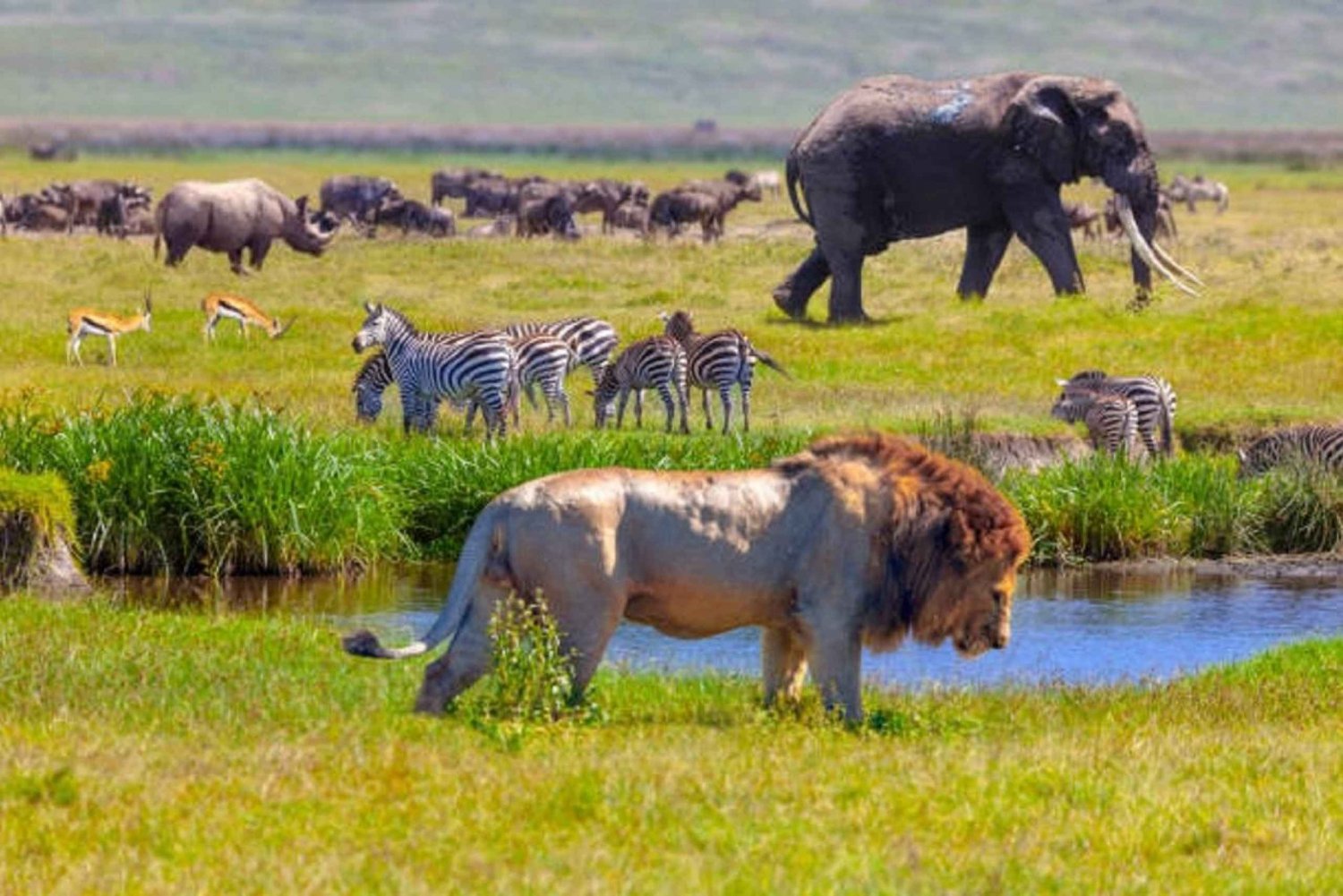 Arusha: Safari en camping de varios días por el Serengeti y el Ngorongoro