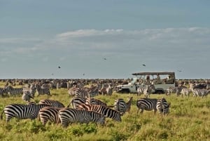 Arusha: Flerdages campingsafari i Serengeti og Ngorongoro