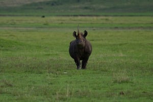 Arusha : Safari en camping de plusieurs jours au Serengeti et au Ngorongoro
