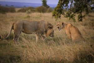 Arusha: Flerdagssafari med camping i Serengeti og Ngorongoro