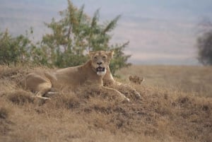 Arusha: Flerdagssafari med camping i Serengeti og Ngorongoro