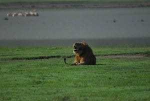 Arusha: Serengeti and Ngorongoro Multi-Day Camping Safari