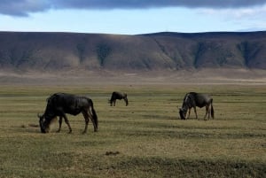 Arusha: Serengetin ja Ngorongoron monipäiväinen leirintäsafari