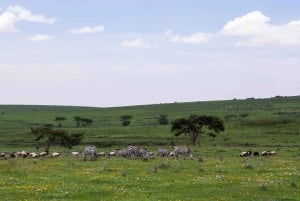 Arusha: Serengeti und Ngorongoro Mehrtägige Camping Safari