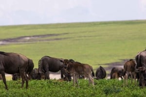 Arusha: Safári de acampamento de vários dias no Serengeti e em Ngorongoro