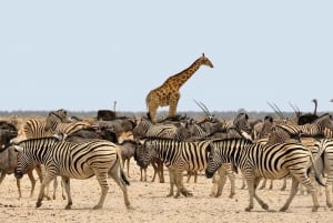 Arusha: Safari in campeggio di più giorni nel Serengeti e nello Ngorongoro