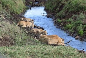 Arusha: Serengeti and Ngorongoro Multi-Day Camping Safari