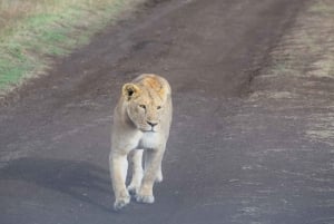 Arusha: Serengeti and Ngorongoro Multi-Day Camping Safari