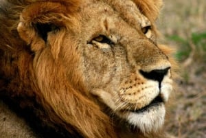 Arusha: Serengeti and Ngorongoro Multi-Day Camping Safari