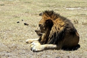 Arusha: Serengeti and Ngorongoro Multi-Day Camping Safari