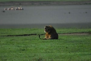 Arusha: Serengeti and Ngorongoro Multi-Day Camping Safari