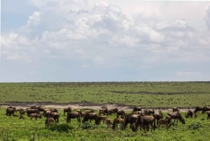 Arusha: Serengeti and Ngorongoro Multi-Day Camping Safari