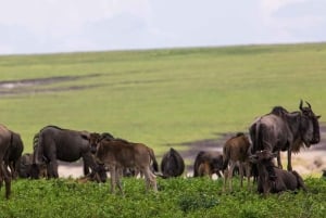 Arusha: Serengeti and Ngorongoro Multi-Day Camping Safari