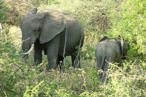 Arusha: Serengeti and Ngorongoro Multi-Day Camping Safari