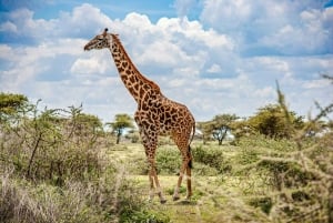 Arusha: Serengeti and Ngorongoro Multi-Day Camping Safari