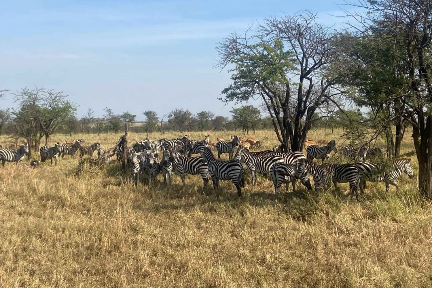 Arusha: Serengeti National Park Overnight Trip